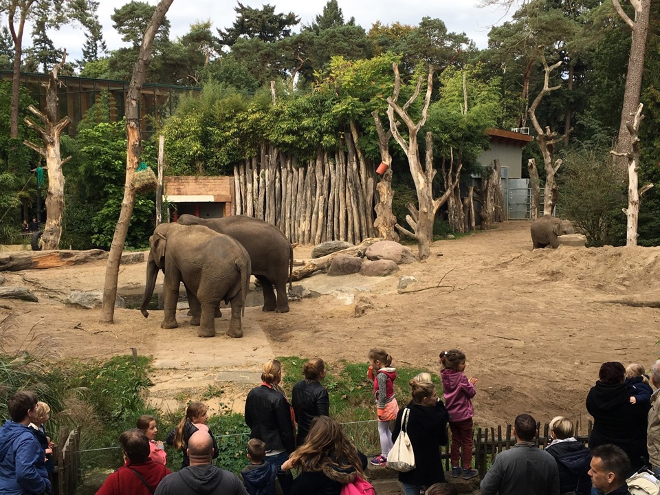 Dierentuin Amersfoort Olifanten
